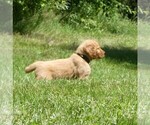 Small #1 Golden Retriever