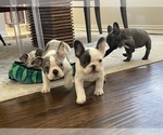 Small Photo #5 French Bulldog Puppy For Sale in PLANO, TX, USA