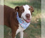 MAPLE - Female Border Collie-Unknown Mix Dog for Adoption - Small photo