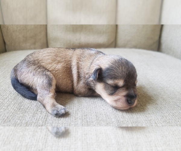 Medium Photo #10 Schnauzer (Miniature) Puppy For Sale in LEESBURG, VA, USA