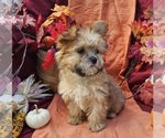 Small #8 Morkie