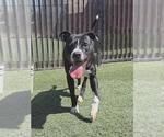 Small #2 American Pit Bull Terrier Mix