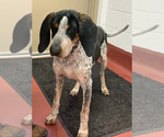 Small Photo #4 Bluetick Coonhound Puppy For Sale in Westminster, MD, USA