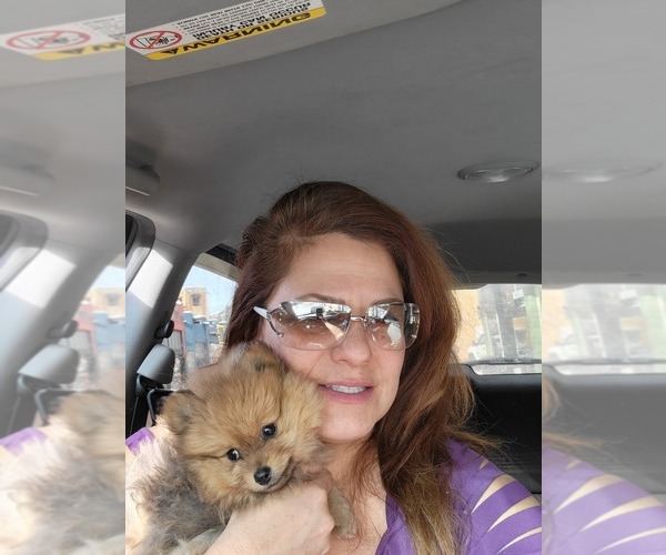 Medium Photo #1 Pomeranian Puppy For Sale in WILLIAMSBURG, CO, USA