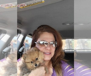 Father of the Pomeranian puppies born on 10/28/2025