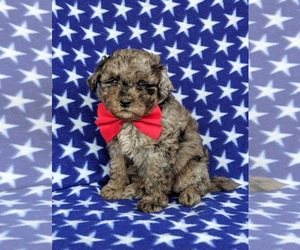 Poovanese Puppy for sale in RISING SUN, MD, USA