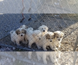 Great Pyrenees Puppy for sale in CHEWELAH, WA, USA