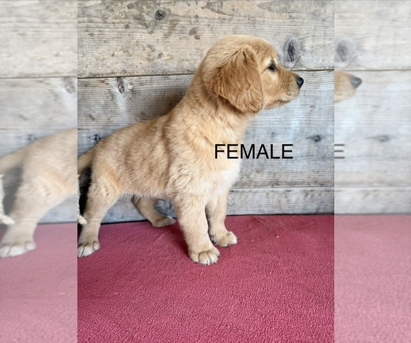 Medium Photo #13 Golden Retriever Puppy For Sale in VERMONTVILLE, MI, USA
