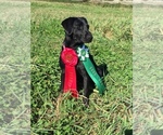 Small Photo #4 Labrador Retriever Puppy For Sale in EAGLE, ID, USA