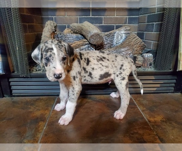 Medium Photo #3 Great Dane Puppy For Sale in LYERLY, GA, USA