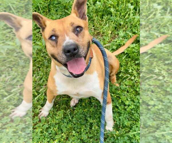 Medium Photo #3 Mutt Puppy For Sale in Abbeville, LA, USA