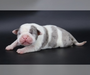 American Bully Puppy for sale in CHAMPAIGN, IL, USA
