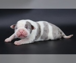 Small American Bully