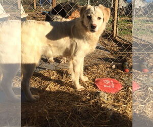Labrador Retriever-Spaniel Mix Dogs for adoption in Crossville, AL, USA