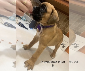 Boxer Puppy for sale in CANTON, IL, USA