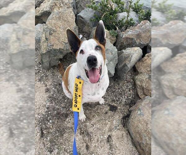 Medium Photo #2 Mutt Puppy For Sale in Chula Vista, CA, USA