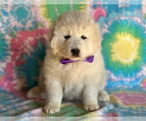 Golden Retriever-Maremma Sheepdog Mix Puppy for sale in LANCASTER, PA, USA
