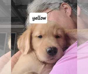 Golden Retriever Puppy for sale in MERIDIAN, MS, USA