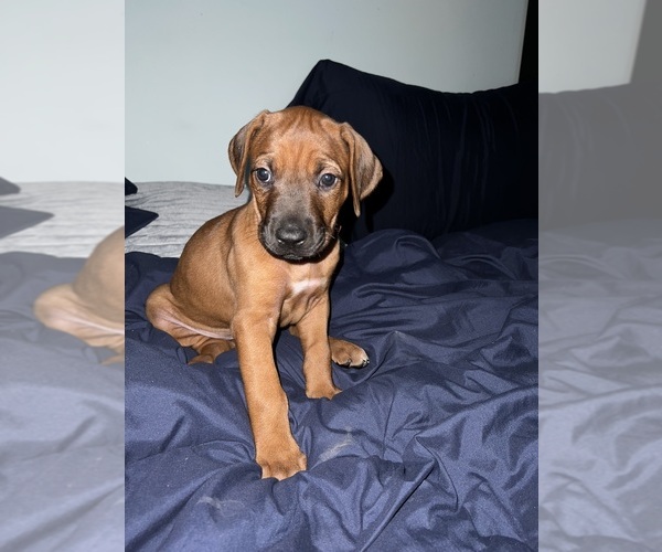 Medium Photo #6 Rhodesian Ridgeback Puppy For Sale in MURFREESBORO, TN, USA