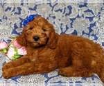 Small Photo #4 Goldendoodle (Miniature) Puppy For Sale in CHRISTIANA, PA, USA