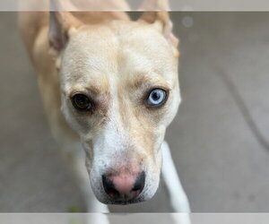 Siberian Husky-Unknown Mix Dogs for adoption in Tulsa, OK, USA