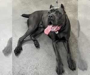 Mutt Dogs for adoption in Forestville, MD, USA