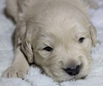Puppy 7 purple girl Golden Retriever