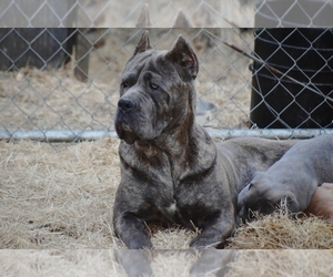 Mother of the Cane Corso puppies born on 12/27/2023