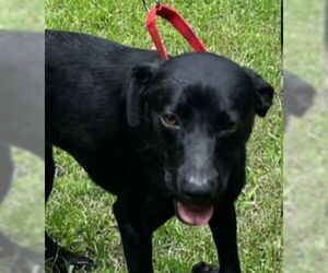 Mutt Dogs for adoption in Canton, CT, USA