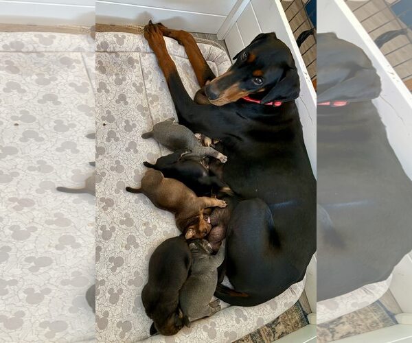 Medium Photo #3 Doberman Pinscher Puppy For Sale in Rancho Cordova, CA, USA