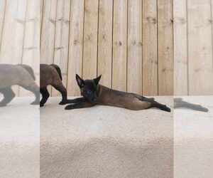 Belgian Malinois Puppy for sale in MAYVILLE, MI, USA