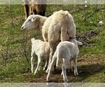 Small #9 Maremma Sheepdog