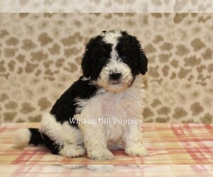 Miniature Bernedoodle Puppy for sale in DENVER, PA, USA
