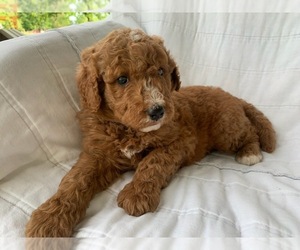 Bernedoodle Puppy for sale in HARRISONBURG, VA, USA