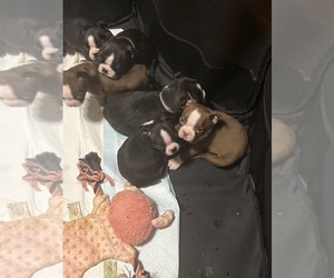 Boston Terrier Litter for sale in TAYLORSVILLE, NC, USA