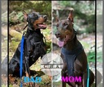 Small Photo #1 Doberman Pinscher Puppy For Sale in LAFAYETTE, TN, USA