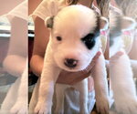 Small #1 Siberian Husky