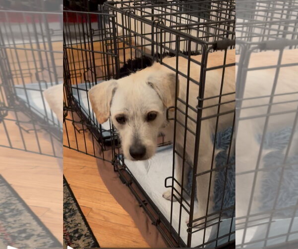 Medium Photo #3 Mutt Puppy For Sale in Santa Clarita, CA, USA