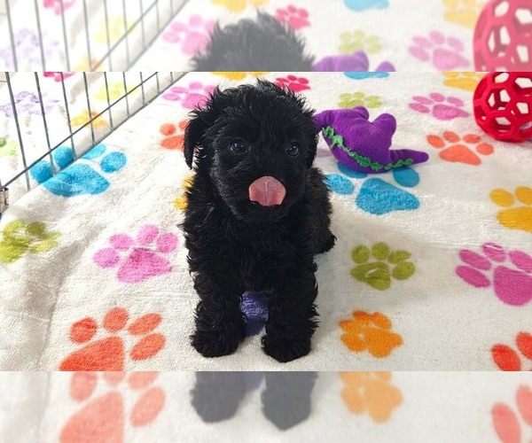 Medium Photo #6 Yorkipoo Puppy For Sale in ORO VALLEY, AZ, USA