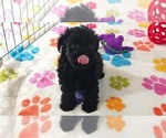 Small #5 Yorkipoo