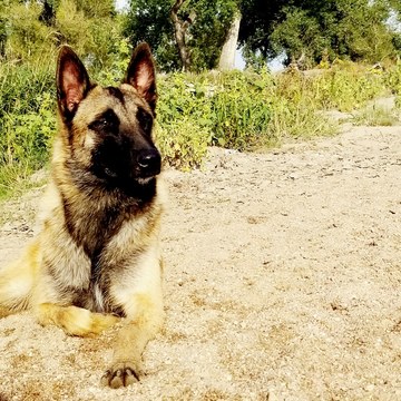 Medium Photo #1 Belgian Malinois Puppy For Sale in FORT LUPTON, CO, USA