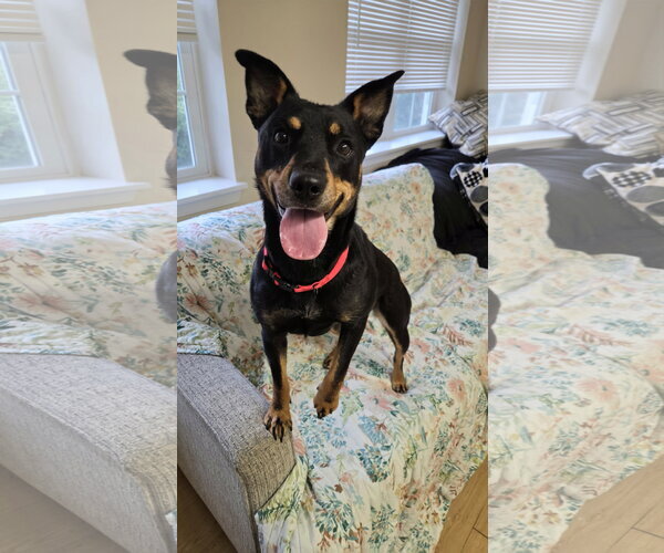 Medium Photo #1 Australian Kelpie-Unknown Mix Puppy For Sale in Rockaway, NJ, USA
