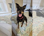 Small Australian Kelpie Mix