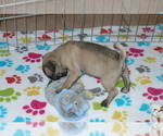 Small Photo #5 Pug Puppy For Sale in ORO VALLEY, AZ, USA