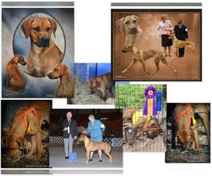 Father of the Rhodesian Ridgeback puppies born on 05/17/2025