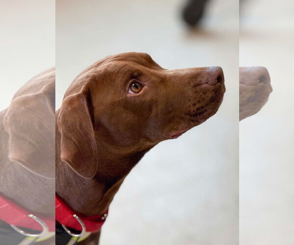 Medium Photo #3  Puppy For Sale in , 