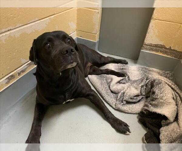 Medium Photo #1 Labrador Retriever-Unknown Mix Puppy For Sale in Tulsa, OK, USA