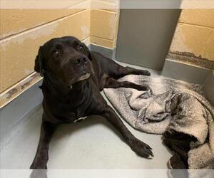 Labrador Retriever-Unknown Mix Dogs for adoption in Tulsa, OK, USA