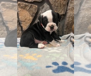 Olde English Bulldogge Puppy for sale in MCMINNVILLE, TN, USA