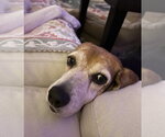 Small #4 Beagle